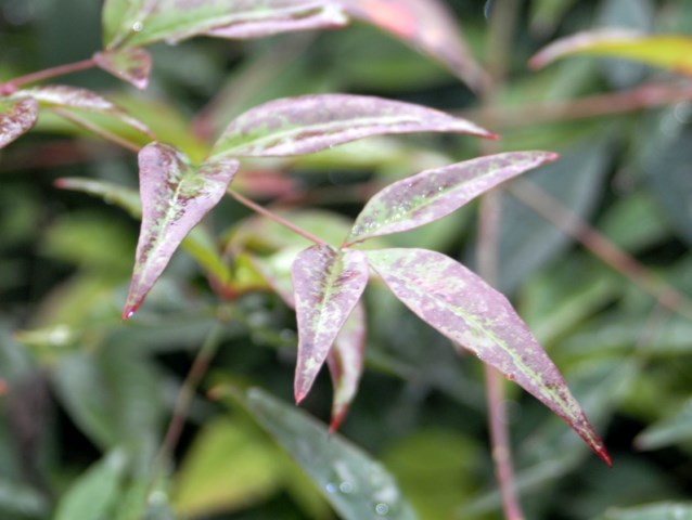 Delle bacche rosse in un parco pubblico - Nandina domestica